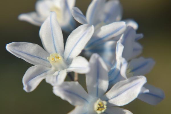 Puszkinia cebulicowata