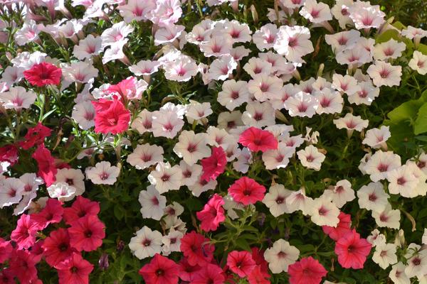 Petunia ogrodowa