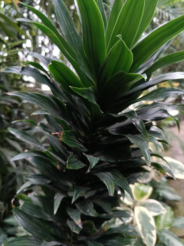 Dracena wonna