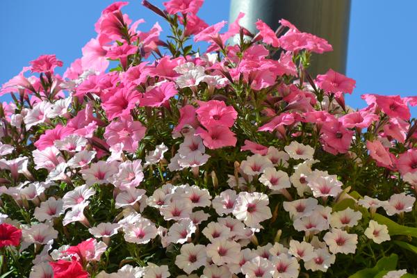 Petunia ogrodowa