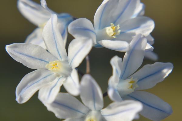 Puszkinia cebulicowata