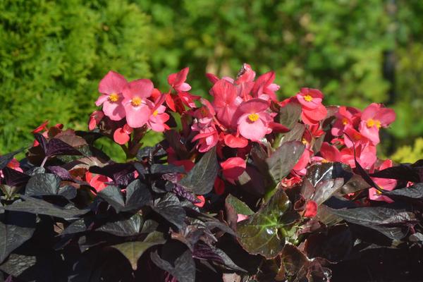 Begonia stale kwitnąca