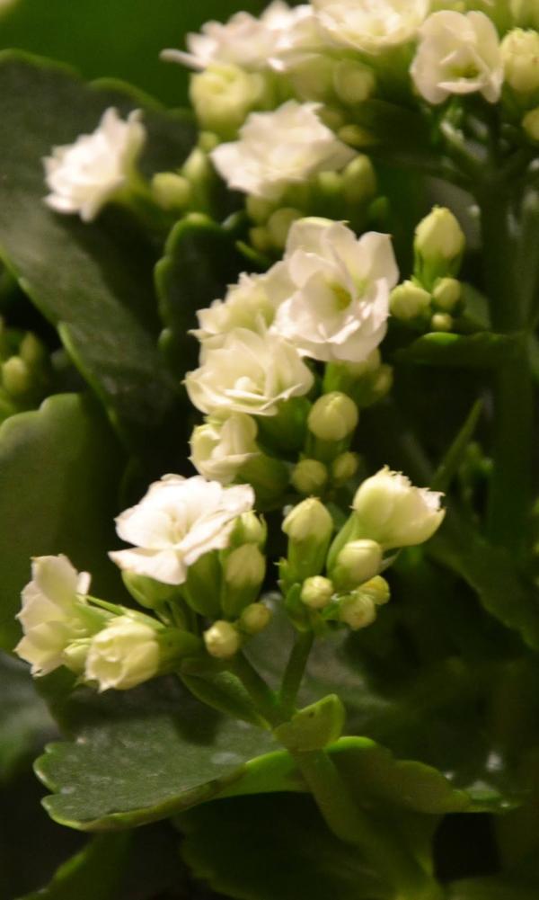 Szlumbergera ucięta